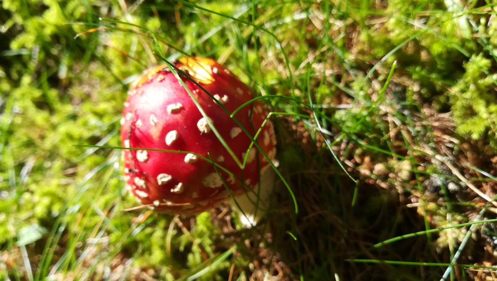 „G’sund bin ich auch …“ #DieWelteinIrrenhaus